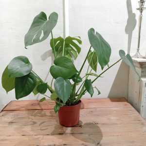 Monstera deliciosa