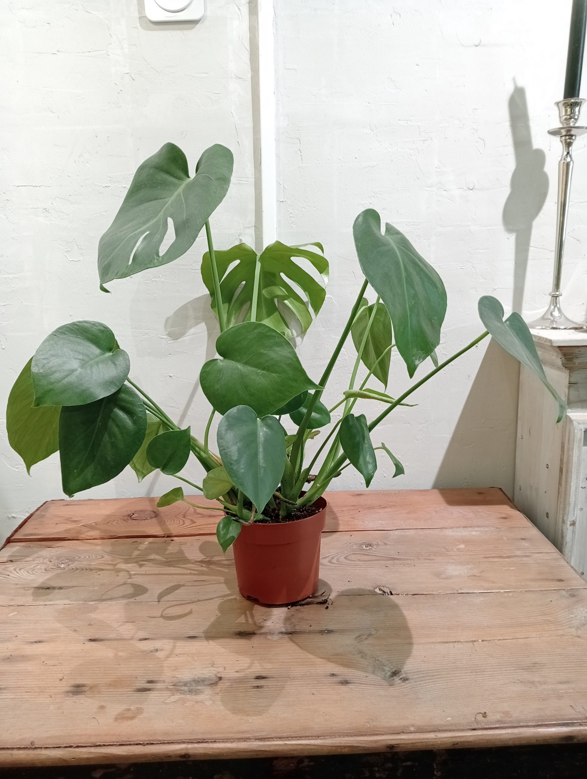 Monstera deliciosa