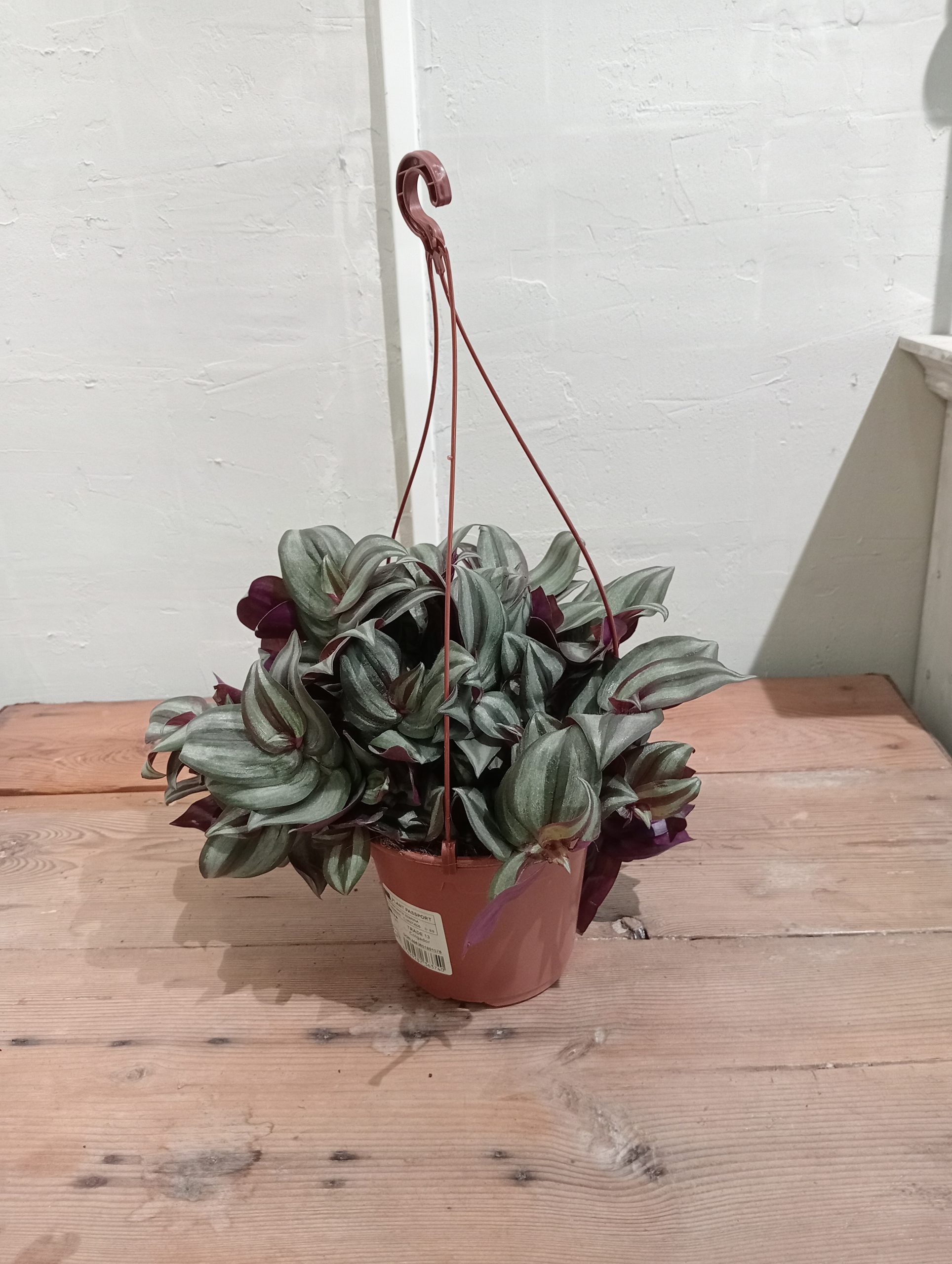 Tradescantia