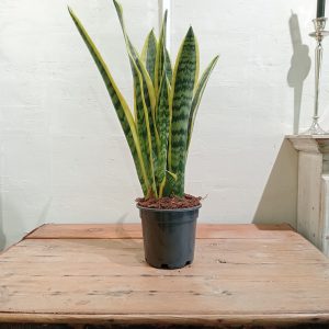 Sansevieria