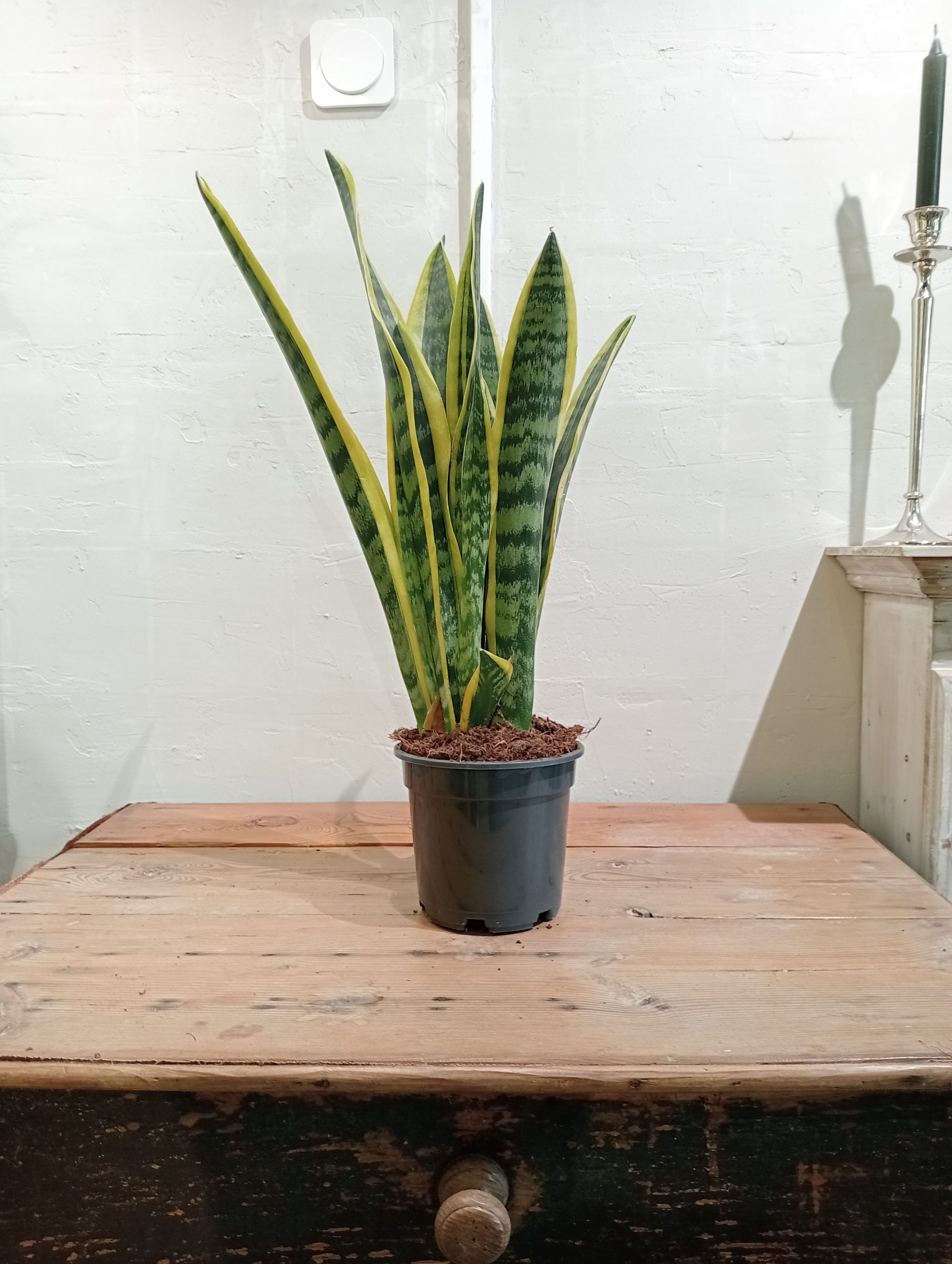 Sansevieria