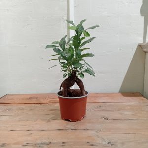 Ficus Retusa (bonsái)