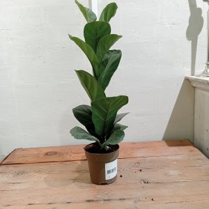 Ficus Lyrata