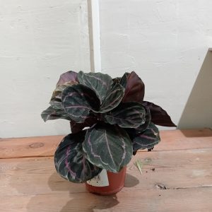 Calathea roseopicta