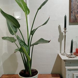 Strelitzia