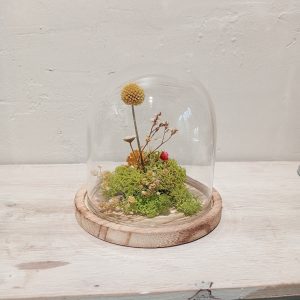 Cloche Craspedia (XS)