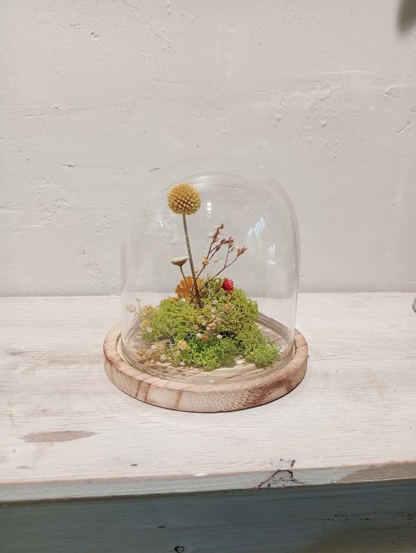 Cloche Craspedia (XS)