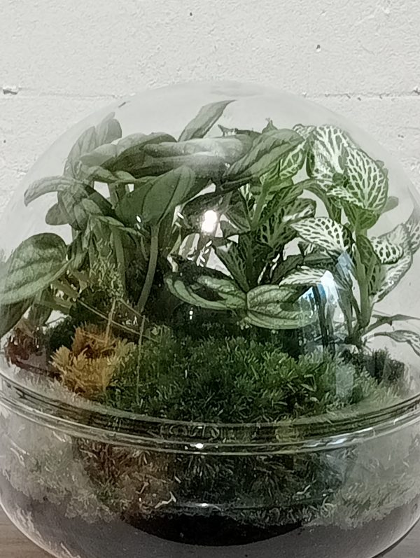 Terrario Luna - Imagen 3