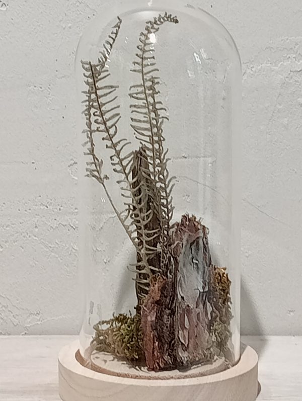 Cloche Bosque de Musgo (S) - Imagen 3