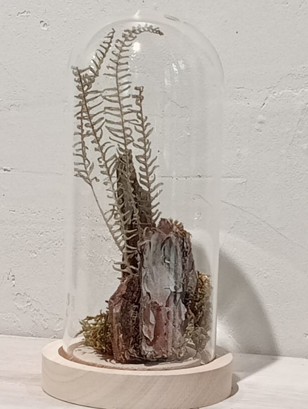 Cloche Bosque de Musgo (S) - Imagen 2