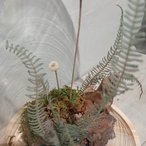 Cloche Bosque de Musgo (L)