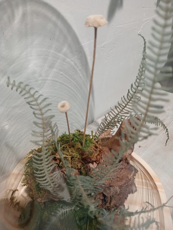 Cloche Bosque de Musgo (L) - Imagen 2