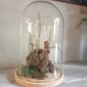 Cloche Bosque de Musgo (L)