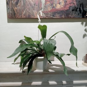 Platycerium Netherlands