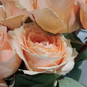 Rosa Jardin Felicity