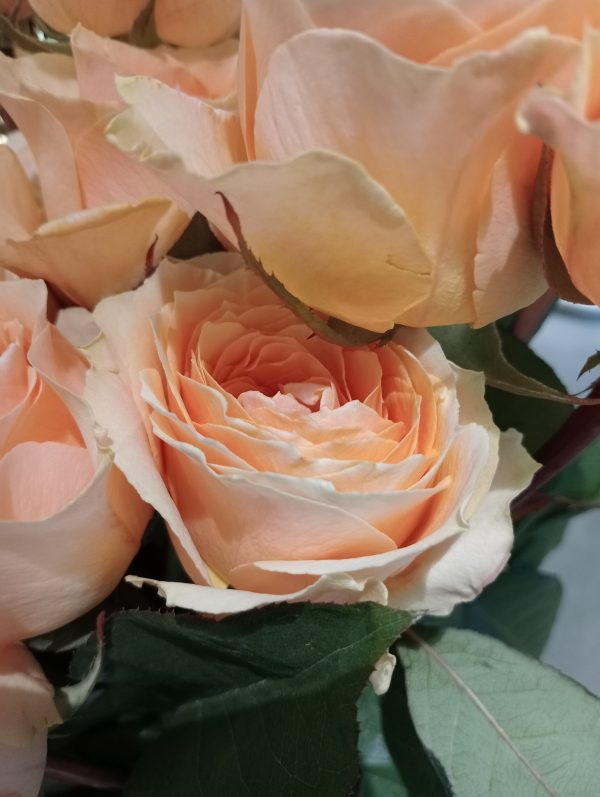 Rosa Jardin Felicity - Imagen 2
