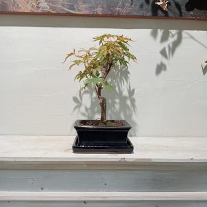 Bonsái Arce Japonés