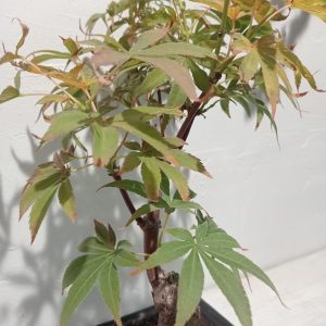Bonsái Arce Japonés