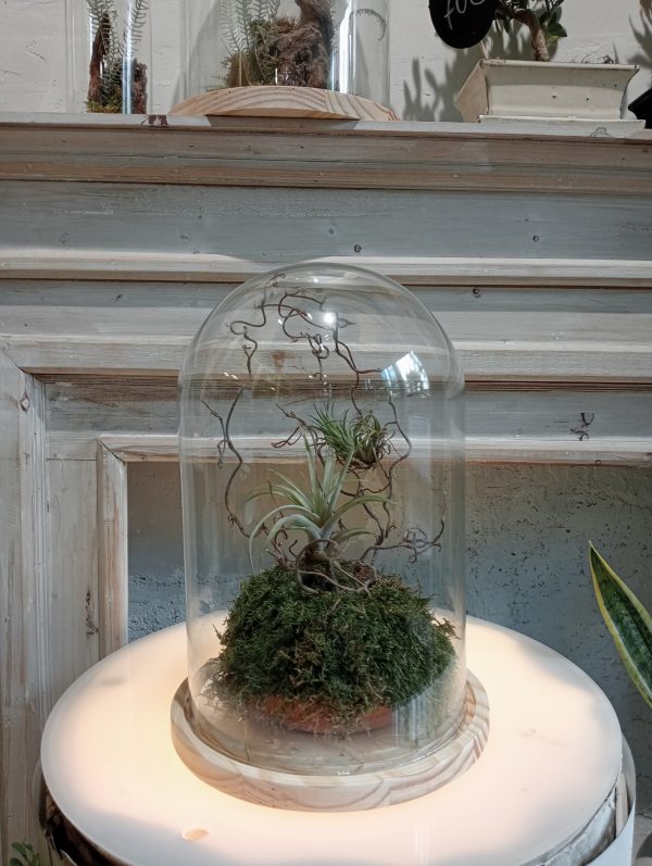 Cloche Tillandsia - Imagen 3