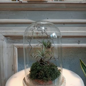 Cloche Tillandsia