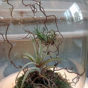 Cloche Tillandsia