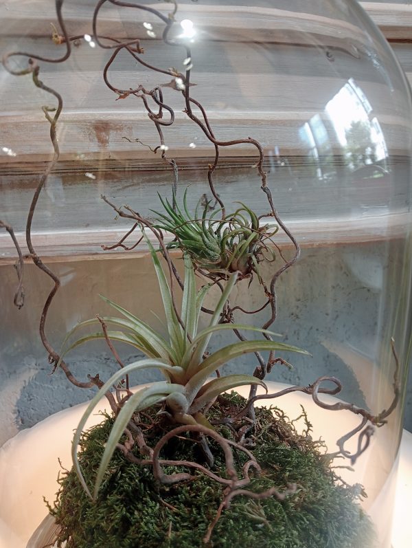 Cloche Tillandsia - Imagen 2