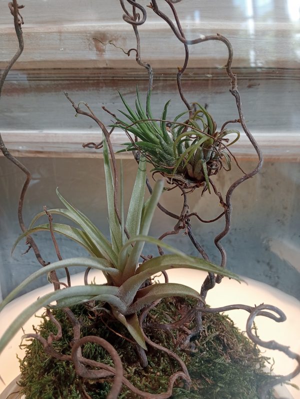 Cloche Tillandsia - Imagen 5