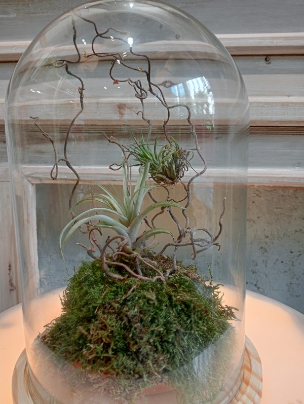Cloche Tillandsia - Imagen 4