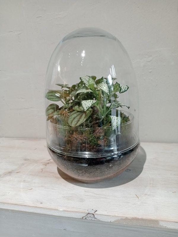 Terrario NaturaOvo - Imagen 4