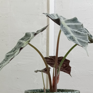 Alocasia